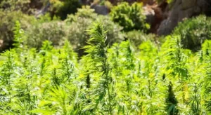 CS cannabis light  640x350.jpg
