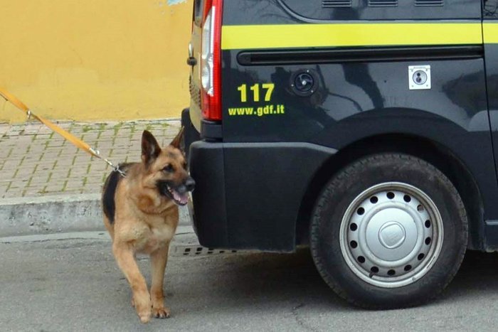 Matera, cane antidroga della Guardia di Finanza