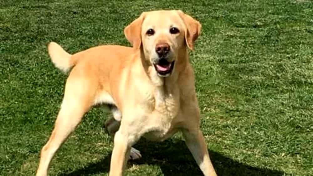 cane labrador 2 2