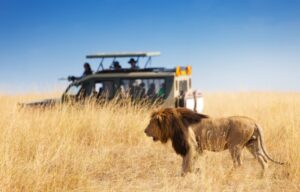 safari in africa leone