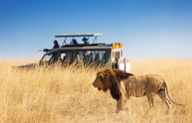 safari in africa leone