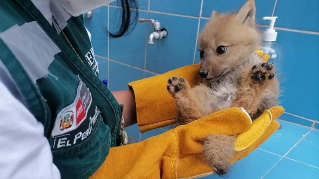cucciolo