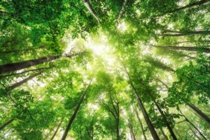 ecoterapia benefici della natura salute fisico mente psiche